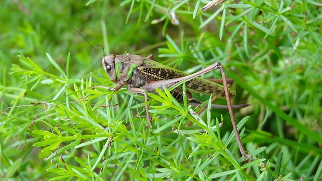 Free Cicada Nature photo and picture