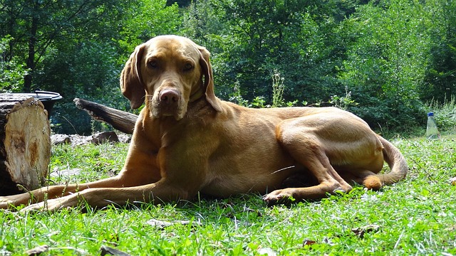 Free Dog Animated photo and picture