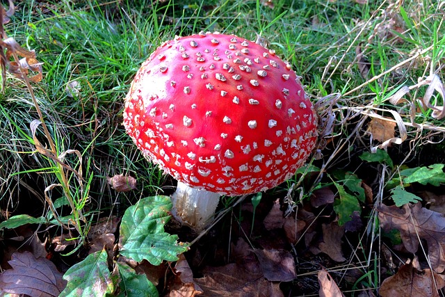 Free Mushroom Poisonous photo and picture