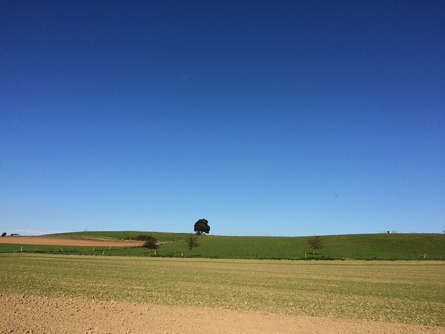 Free Tree Field photo and picture