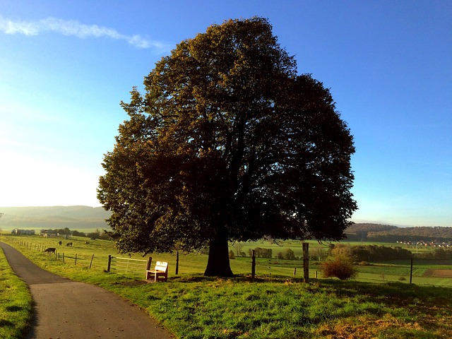 Free Tree Bank photo and picture