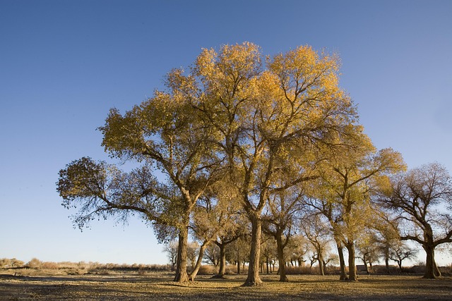 Free Populus West photo and picture