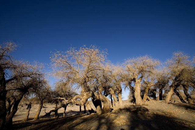 Free Populus Euphratica Early Winter photo and picture