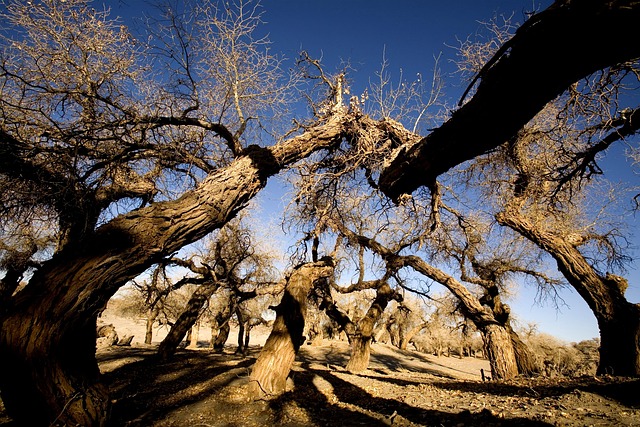 Free Old Tree Early Winter photo and picture