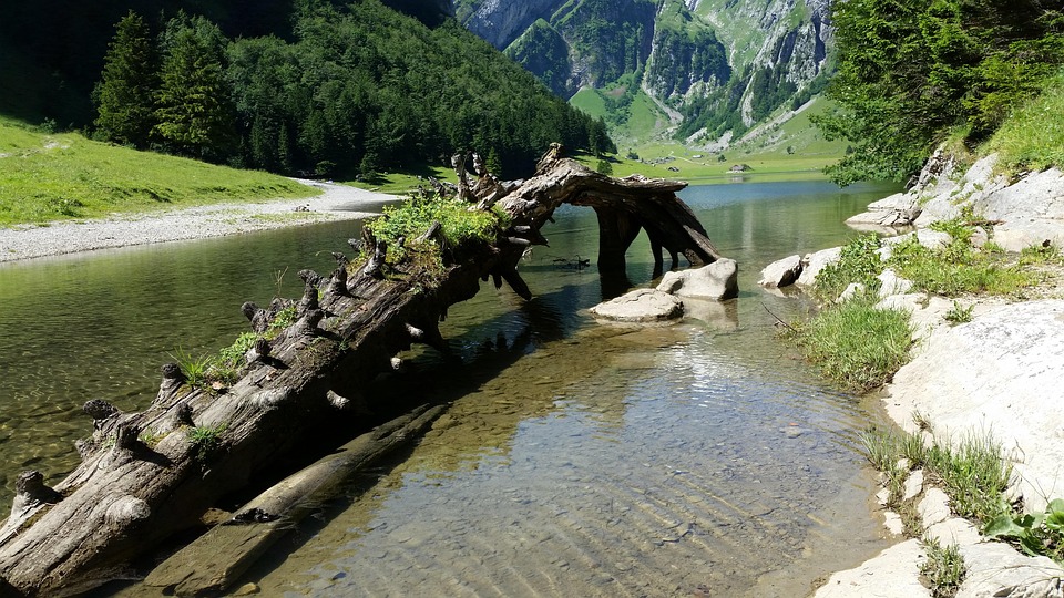 Seealpsee Root Switzerland · Free photo on Pixabay