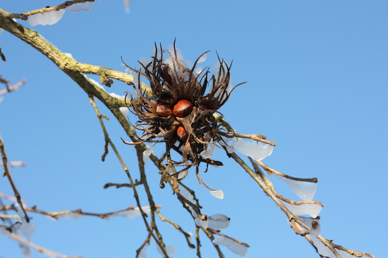 Hazelnut Tree Winter Free photo on Pixabay Pixabay