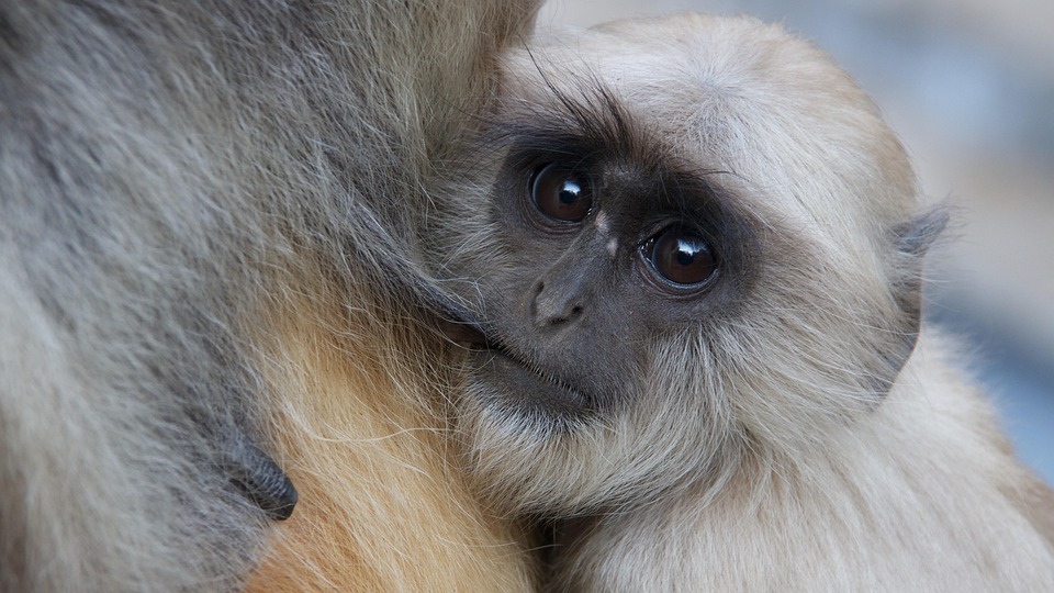 Mono, Ammer, Bebé, India, El Bebé, Tierno, Simio Ammer