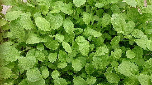 Free Green Fresh photo and picture