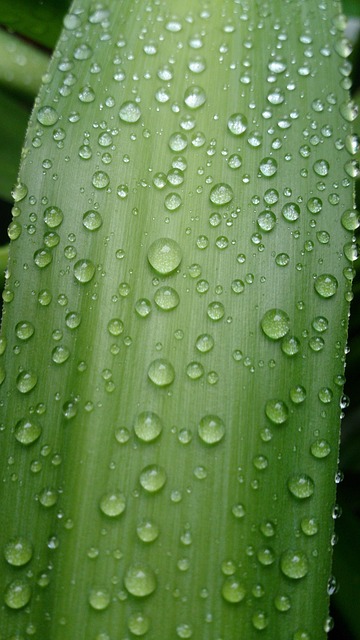 Free Rain Leaf photo and picture