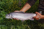 dolly varden, fish, fishing