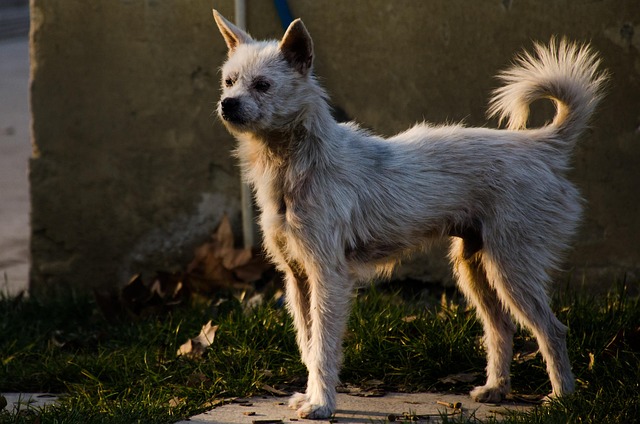 Free Animal Dog photo and picture