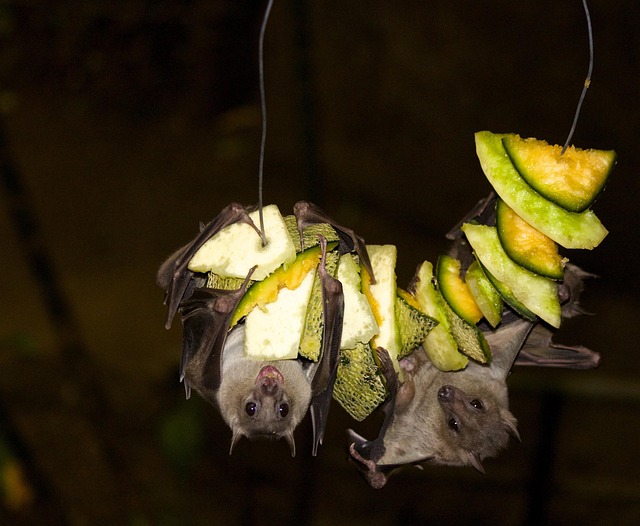 Free Fruit Bat Bat photo and picture