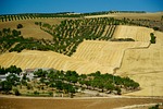 andalusia, spain, olive trees