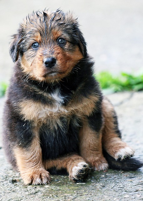 Hundebaby, Süß, Niedlich, Hundewelpe