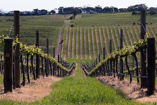 Mclaren Vale, Wein, Ranke, Australien