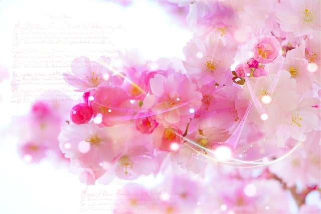 Free japanese cherry romantic background illustration