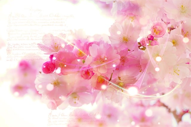 Free japanese cherry writing romantic illustration