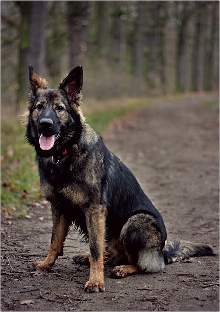 Free German Shepherd Dog photo and picture