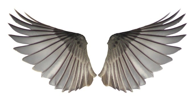 Free Wings Feathers illustration and picture