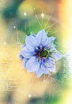 virgin in the green, blue, kind of buttercup