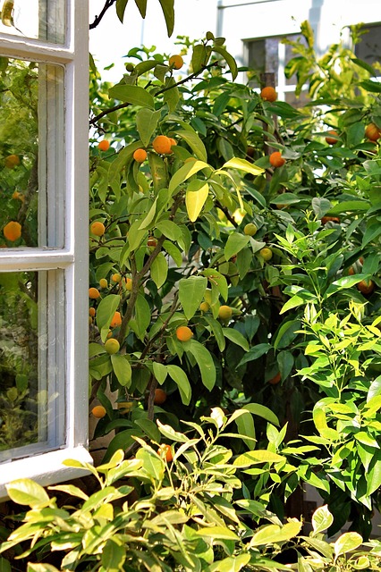Free Window Open photo and picture