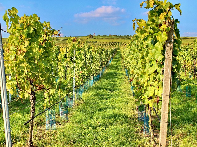 Free Vineyard Grapevines photo and picture