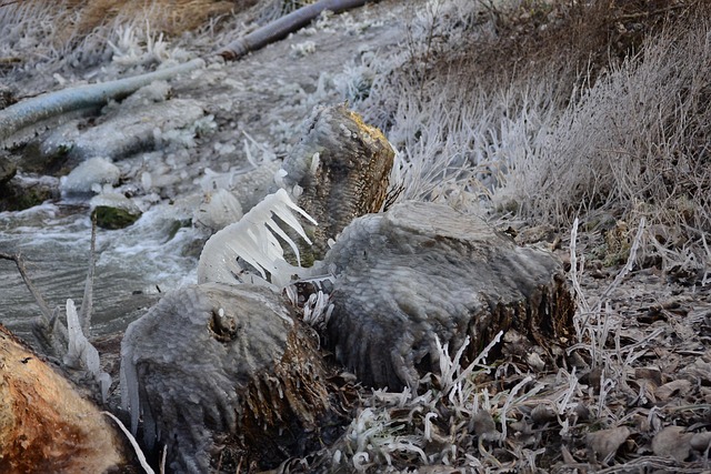 Free Winter Frost photo and picture
