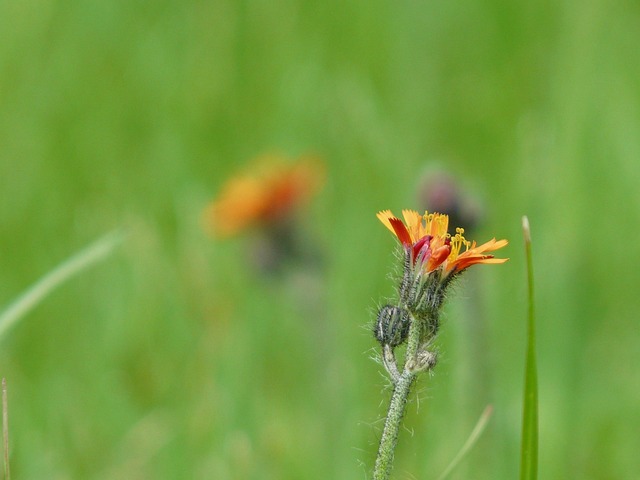 Habichtskraut, Garten, Unkraut