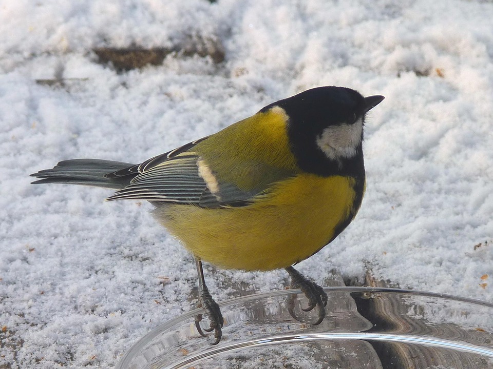 free photo tit winter bird bird seed food free free photo tit winter bird bird seed food free