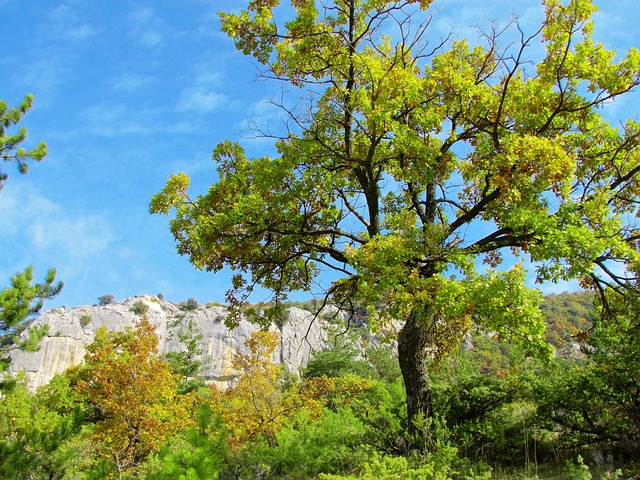 Baum Alpen Natur - Kostenloses Foto auf Pixabay - Pixabay