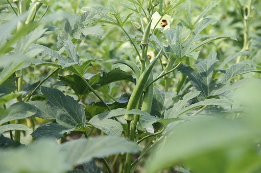 Okra, Pflanze, Gemüse, Bewässerung