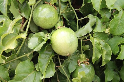 Passionsfrucht, Obst, Obstanbau