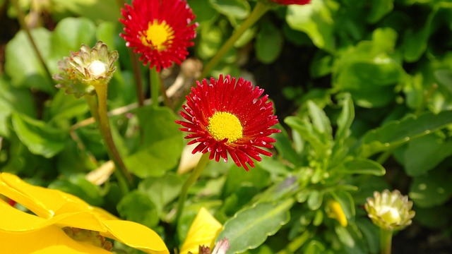 Gänseblümchen, Natur, Rot, Blume