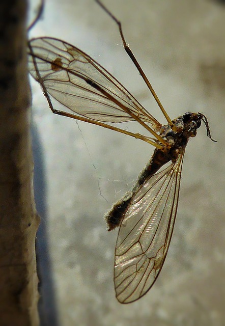 Free Mosquito Macro photo and picture
