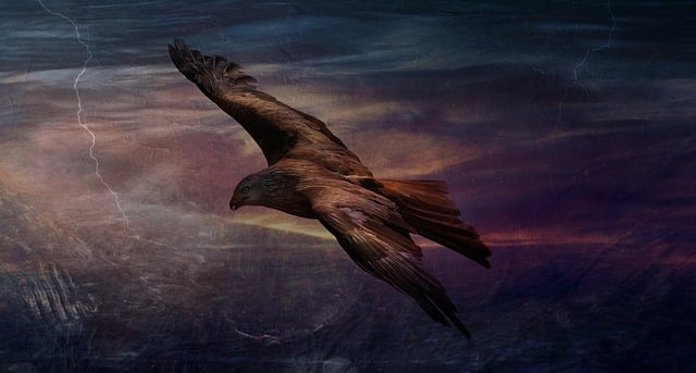 Free eagle flight storm illustration
