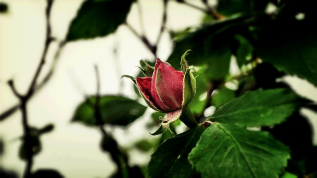 Rose, Blume, Pflanze, Rot