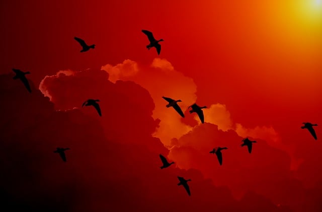 Free wild geese migratory birds geese illustration
