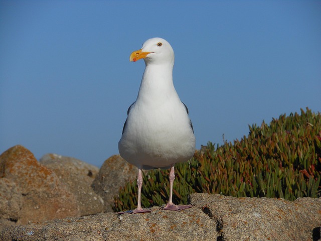 Free Bird Seagull photo and picture