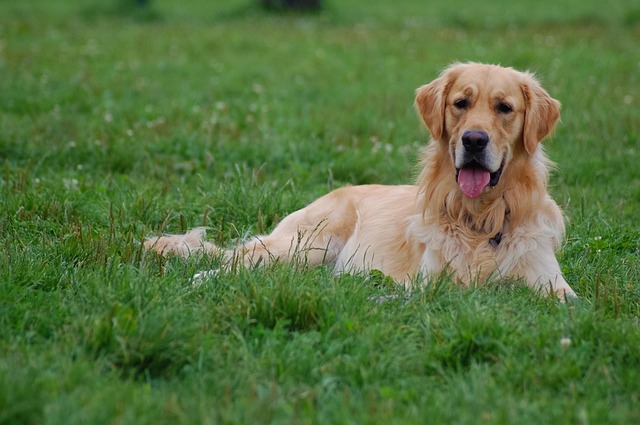 Free Dog Grass photo and picture