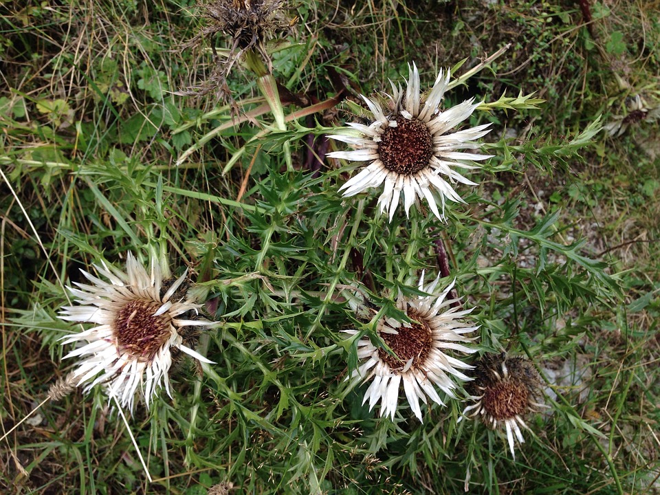 Silberdistel Distel Blume · Kostenloses Foto auf Pixabay
