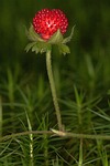 wood strawberry, strawberry, berry
