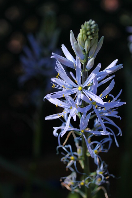 Free Camassia Bulb photo and picture