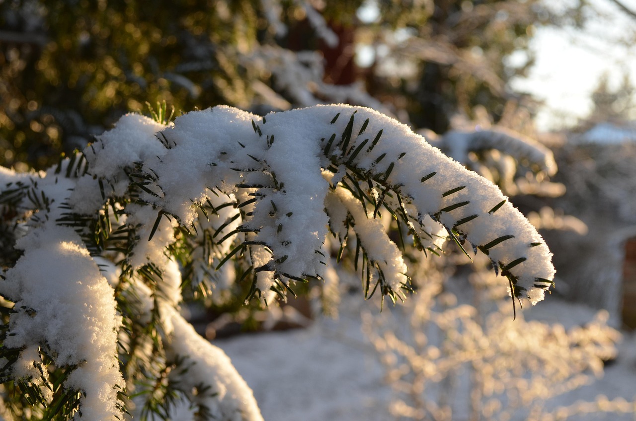分支 冬天 雪 - Pixabay上的免费照片 - Pixabay