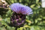 artichoke, flower, purple
