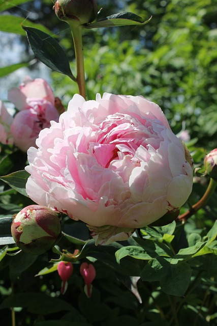 Blume Ahnlich Pfingstrose