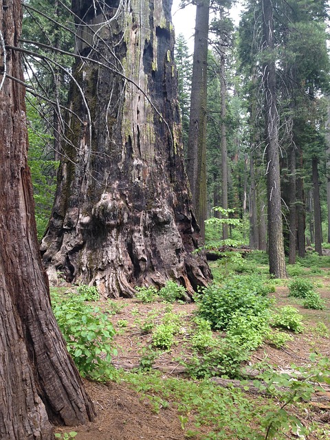 Free Tree Redwood photo and picture