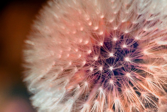 Free Dandelion Seeds photo and picture