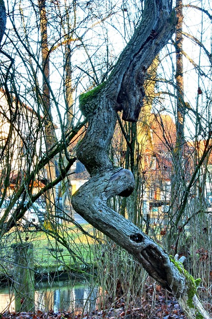 Free Tree Water photo and picture