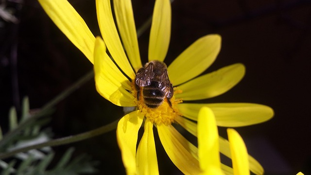 Free Flower Daisy photo and picture