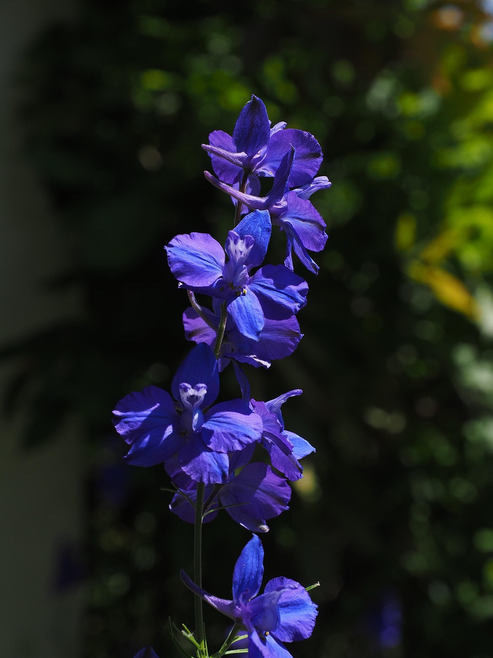 delphinium wallpaper